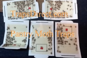 pantry moth traps minnesota