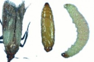 plodia interpunctella moth adult-egg
