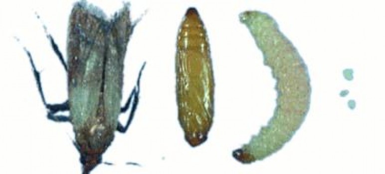 plodia interpunctella moth adult-egg